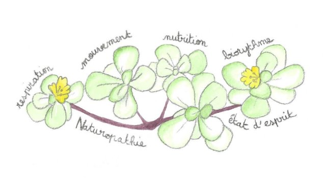 Pourpierfleurs11-2.jpg