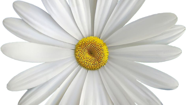 fleur-marguerite-2.png