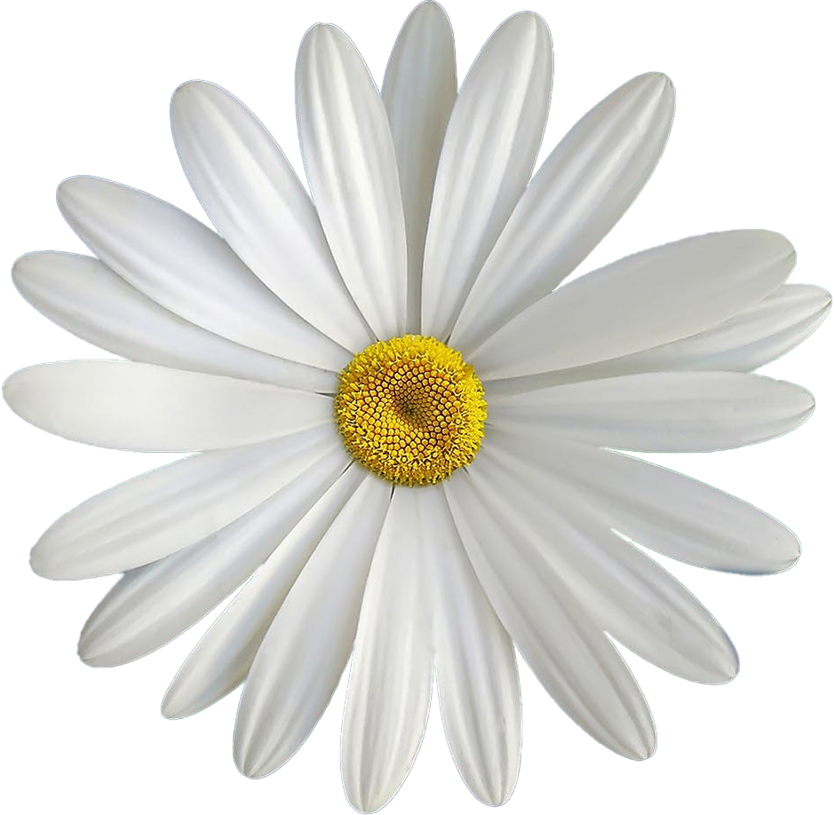 fleur-marguerite-2.png